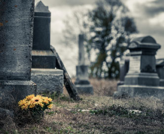 Yellow flowers growing in graveyard
